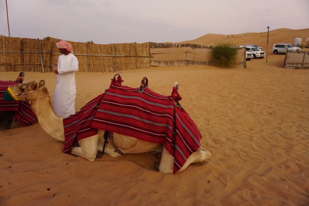 ドバイ　砂漠　ラクダ